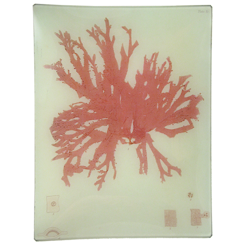 #26 Seaweed (CCV)