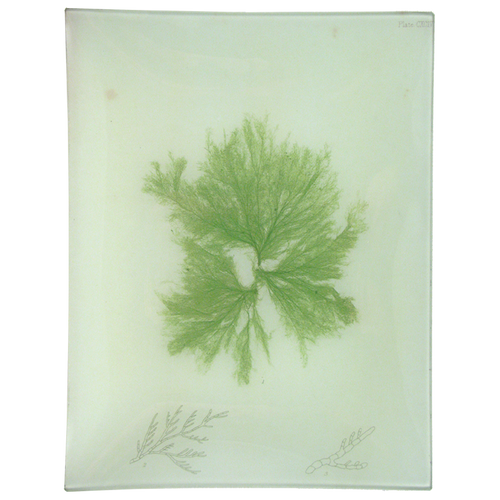 #27 Seaweed (CXCIV)