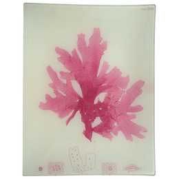 #28 Seaweed (XLVIII)