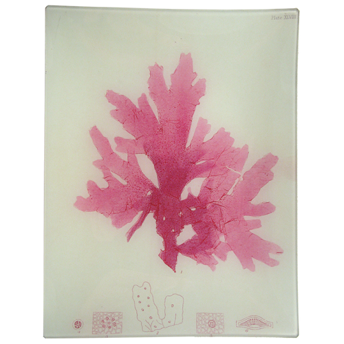 #28 Seaweed (XLVIII)