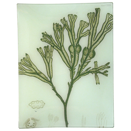 #29 Seaweed (CXXXVI)