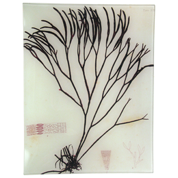 #30 Seaweed (XCIII)