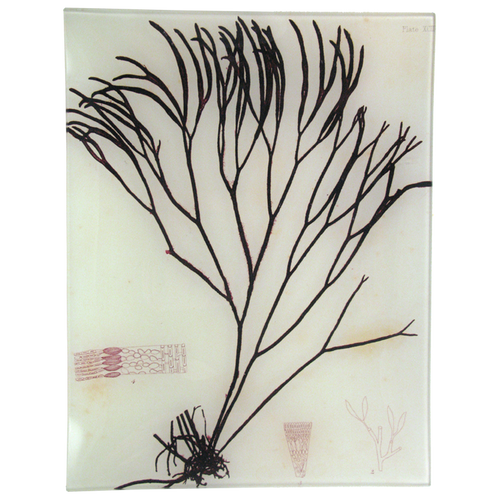 #30 Seaweed (XCIII)
