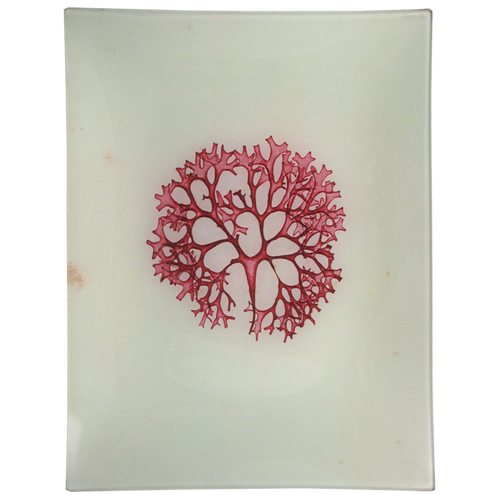 #31 Seaweed (CCII)