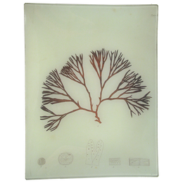#33 Seaweed (LXIV)