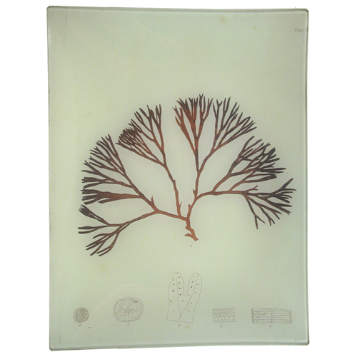 #33 Seaweed (LXIV)