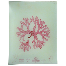 #34 Seaweed (LXIX)