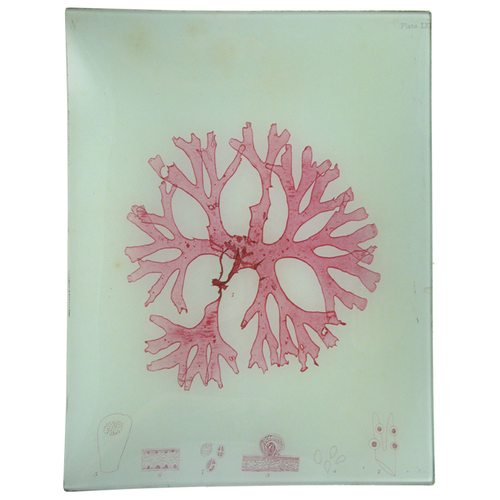 #34 Seaweed (LXIX)