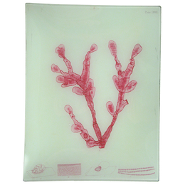 #36 Seaweed (LXXXVIII)