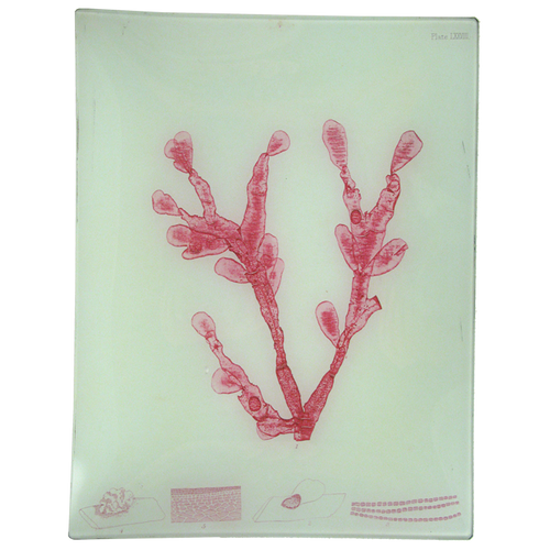 #36 Seaweed (LXXXVIII)