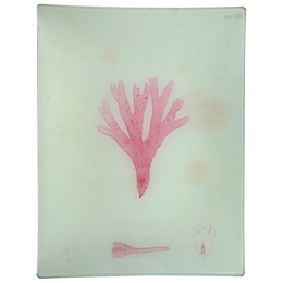 #37 Seaweed (LXXIII)