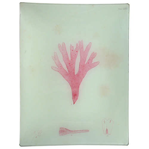 #37 Seaweed (LXXIII)