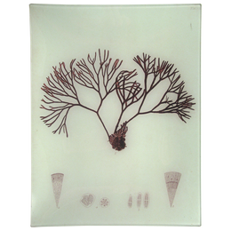 #39 Seaweed (LXa)