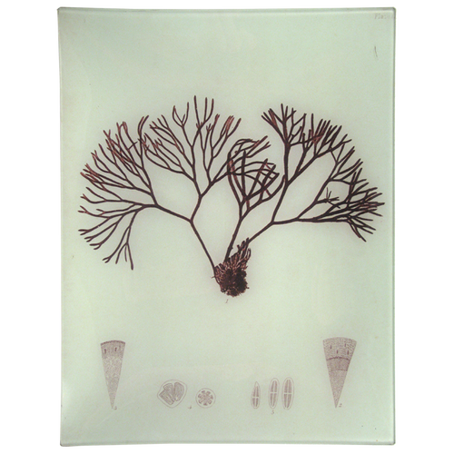 #39 Seaweed (LXa)