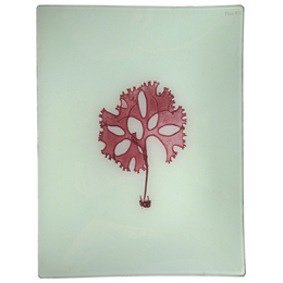 #40 Seaweed (XCID)