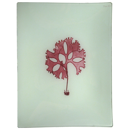 #40 Seaweed (XCID)