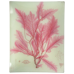 #42 Seaweed (XLV)