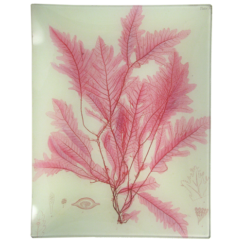 #42 Seaweed (XLV)