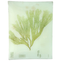 #43 Seaweed (CLVa)