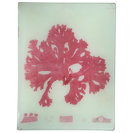 #44 Seaweed (LXXVL)