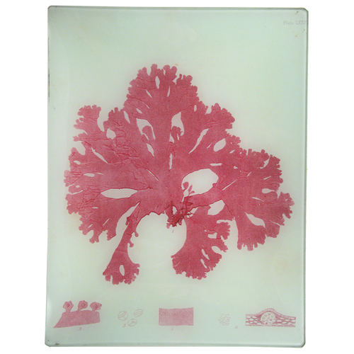 #44 Seaweed (LXXVL)
