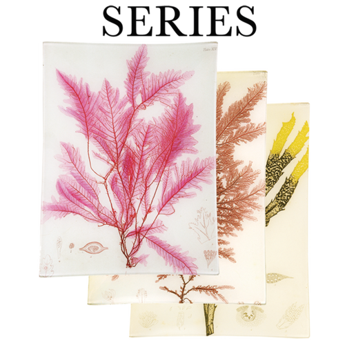 Seaweeds