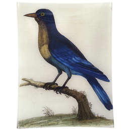 #11 - Good Hope Blue Jay