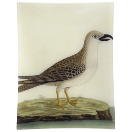 #16 - Great Gray Gull
