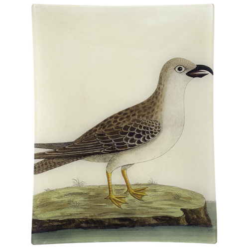 #16 - Great Gray Gull