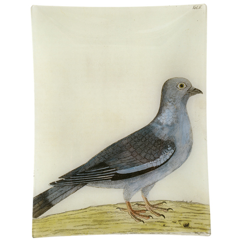 #15 - Stock Dove