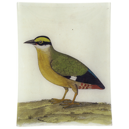 #33 - Good Hope Quail