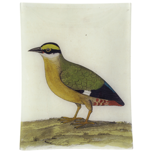 #33 - Good Hope Quail