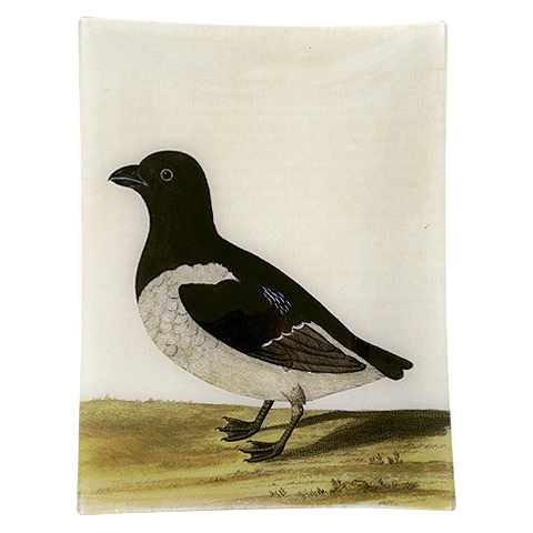 #30 - Black & White Bird