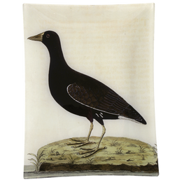 #37 - Female More-Hen
