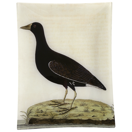 #37 - Female More-Hen