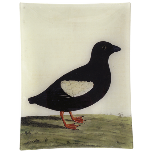 #27 - Greenland Dove