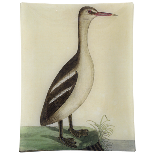 #39 - Great Sea Loon