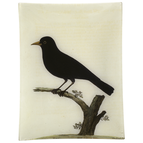 #42 - Black Bird