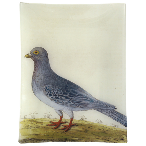 #14 - Wild Dove/Pigeon