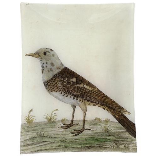 #21 - Pied Fieldfare
