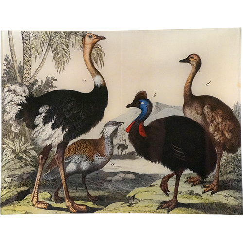 Birds XXIV