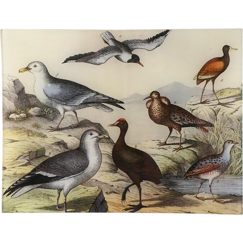 Birds XXVII