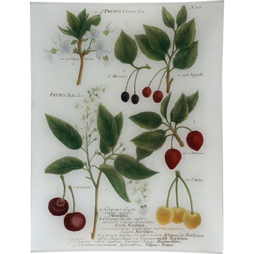 Prunus