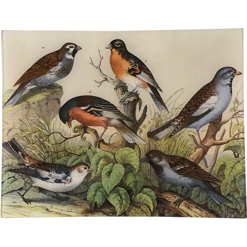Birds XV