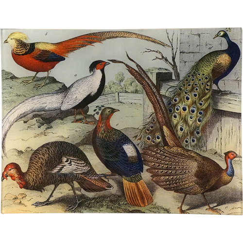 Birds XXIII