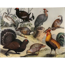 Birds XXII
