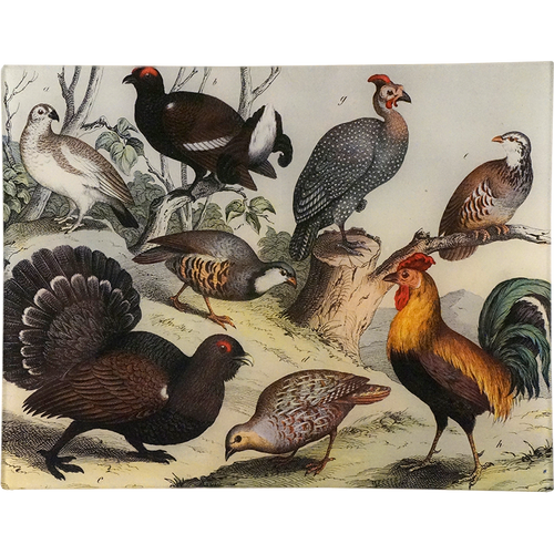 Birds XXII