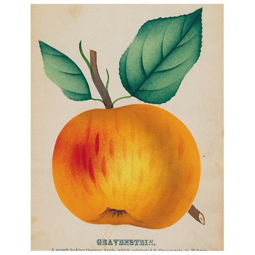 Gravenstein Apple (p 132)