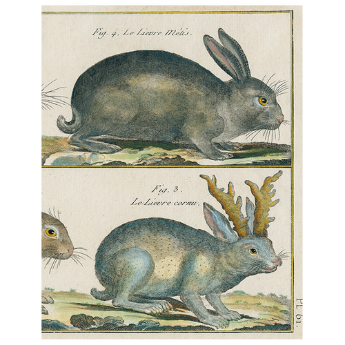 Rabbit (p 138)