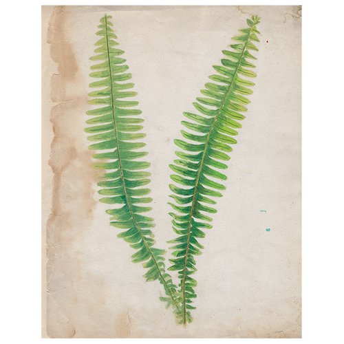 Painted Ferns (p 139)